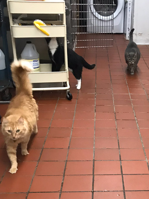Sandy’s Doggie & Kitty Spa