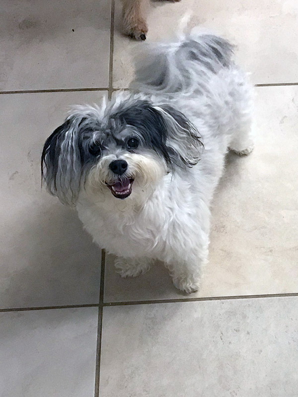 Sandy’s Doggie & Kitty Spa