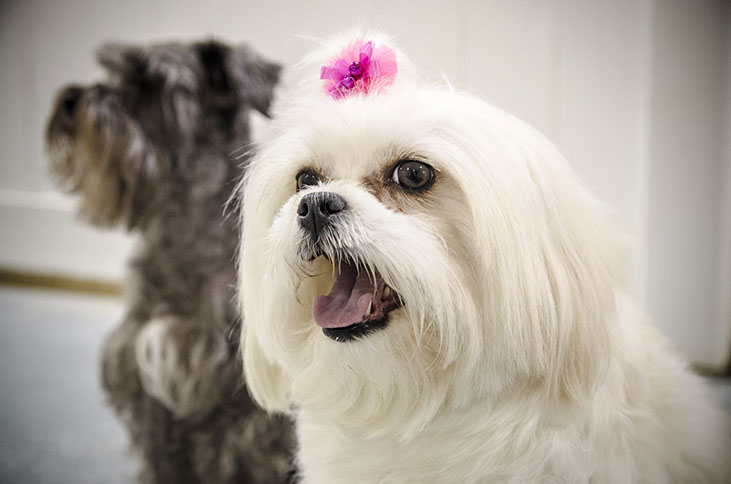 Pawsh Pet Resort & Spa