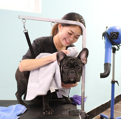 Spa para Perros de Pono