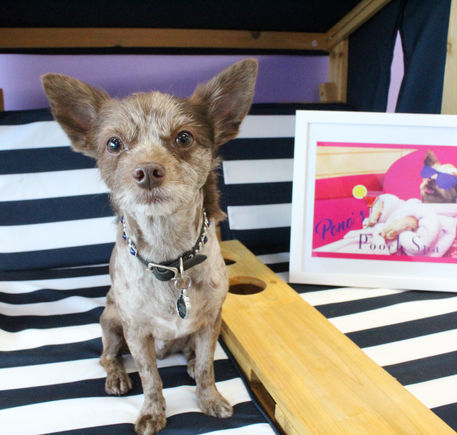 Pono's Pooch Spa