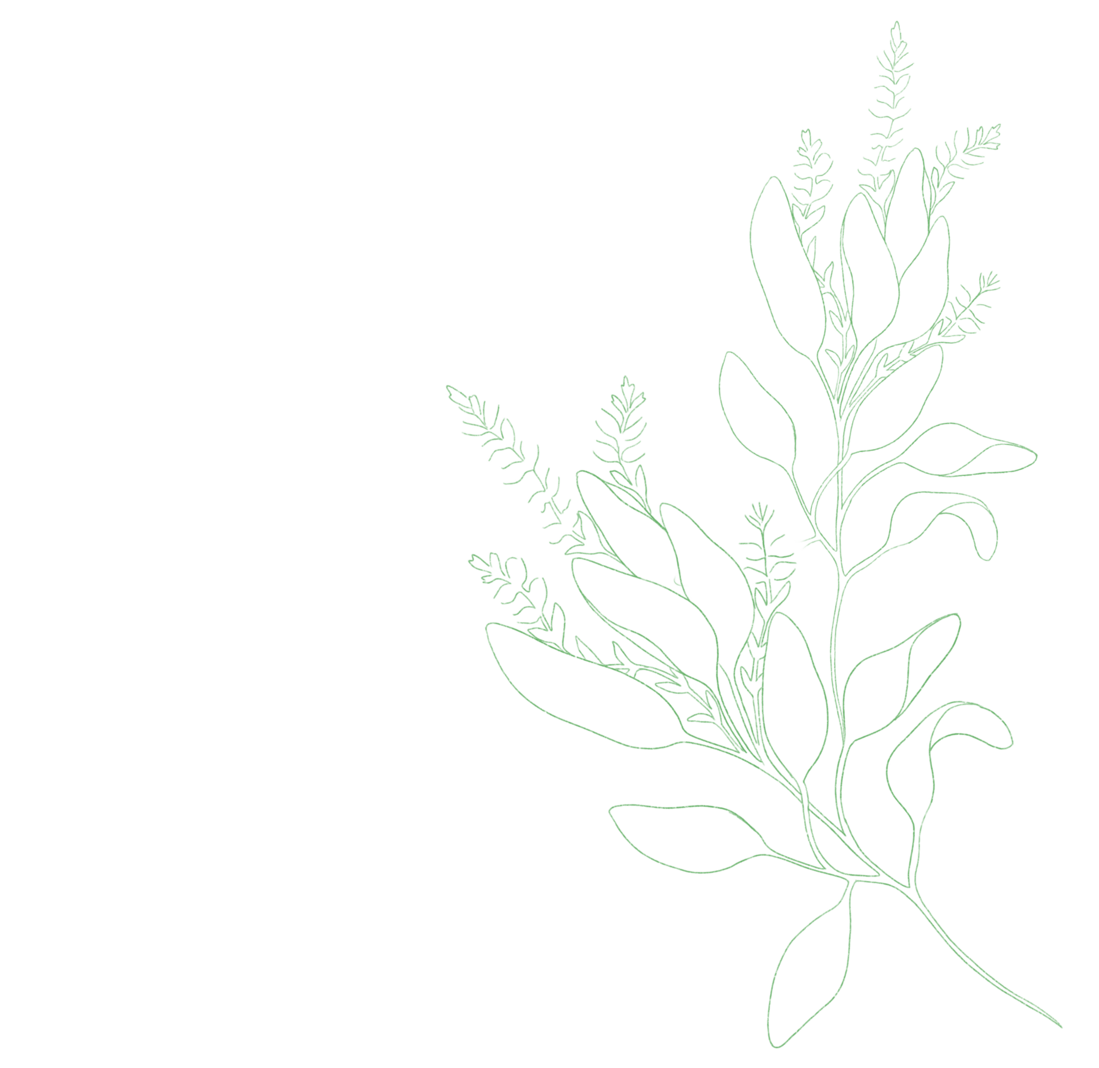 如沐鼠尾草的感觉