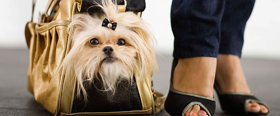 Precious Pets Day Spa