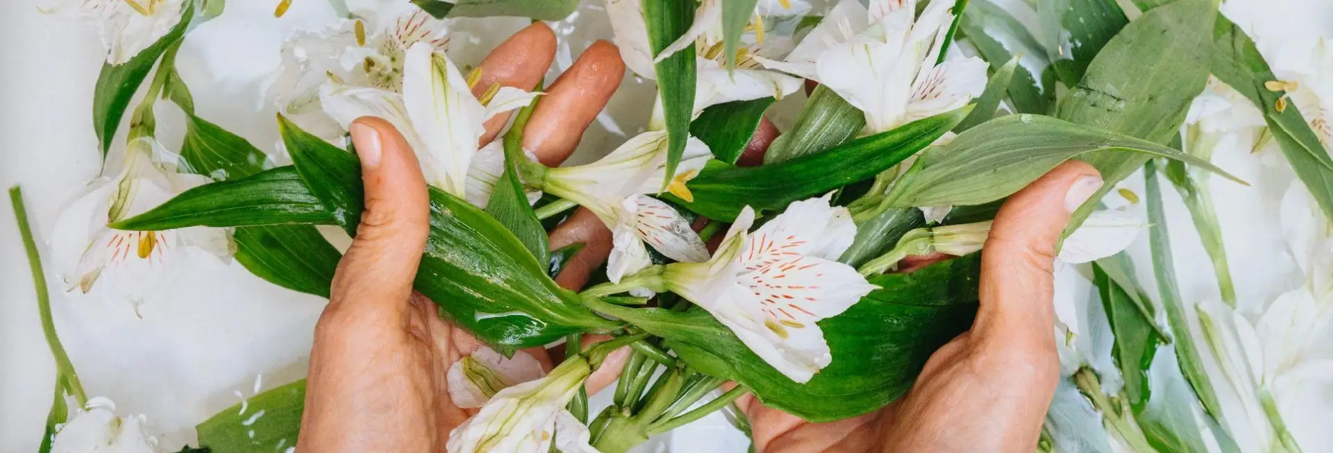 Greenhouse Holistic Spa
