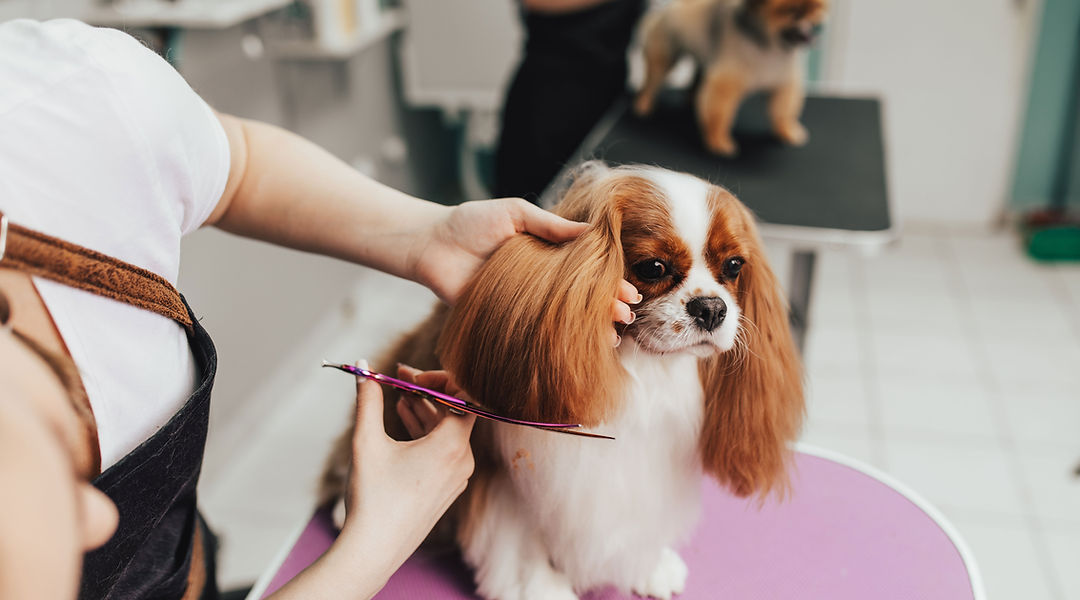 The Paw Spa