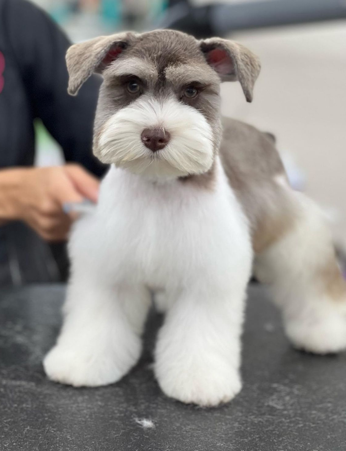 Spa y Suministros para Mascotas de Angie