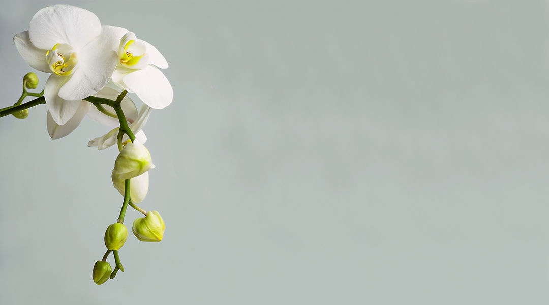 Lotus Beauty & Wellness