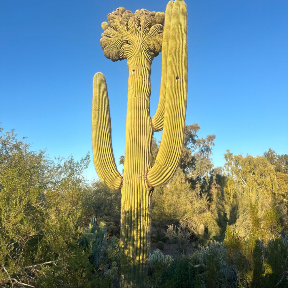EDEN ESTHETICS