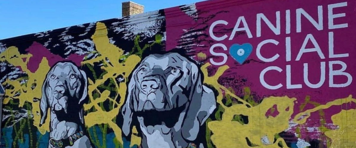 Canine Social Club